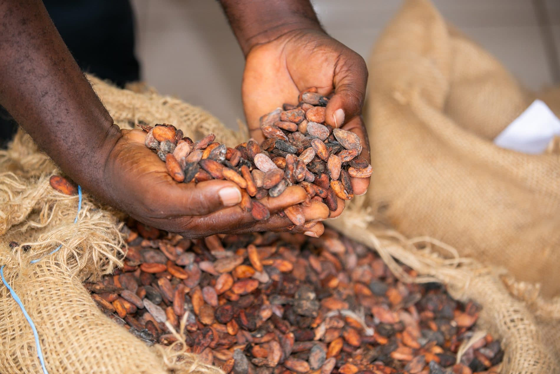Fèves de cacao présentées à pleines mains au-dessus d'un sac de jute