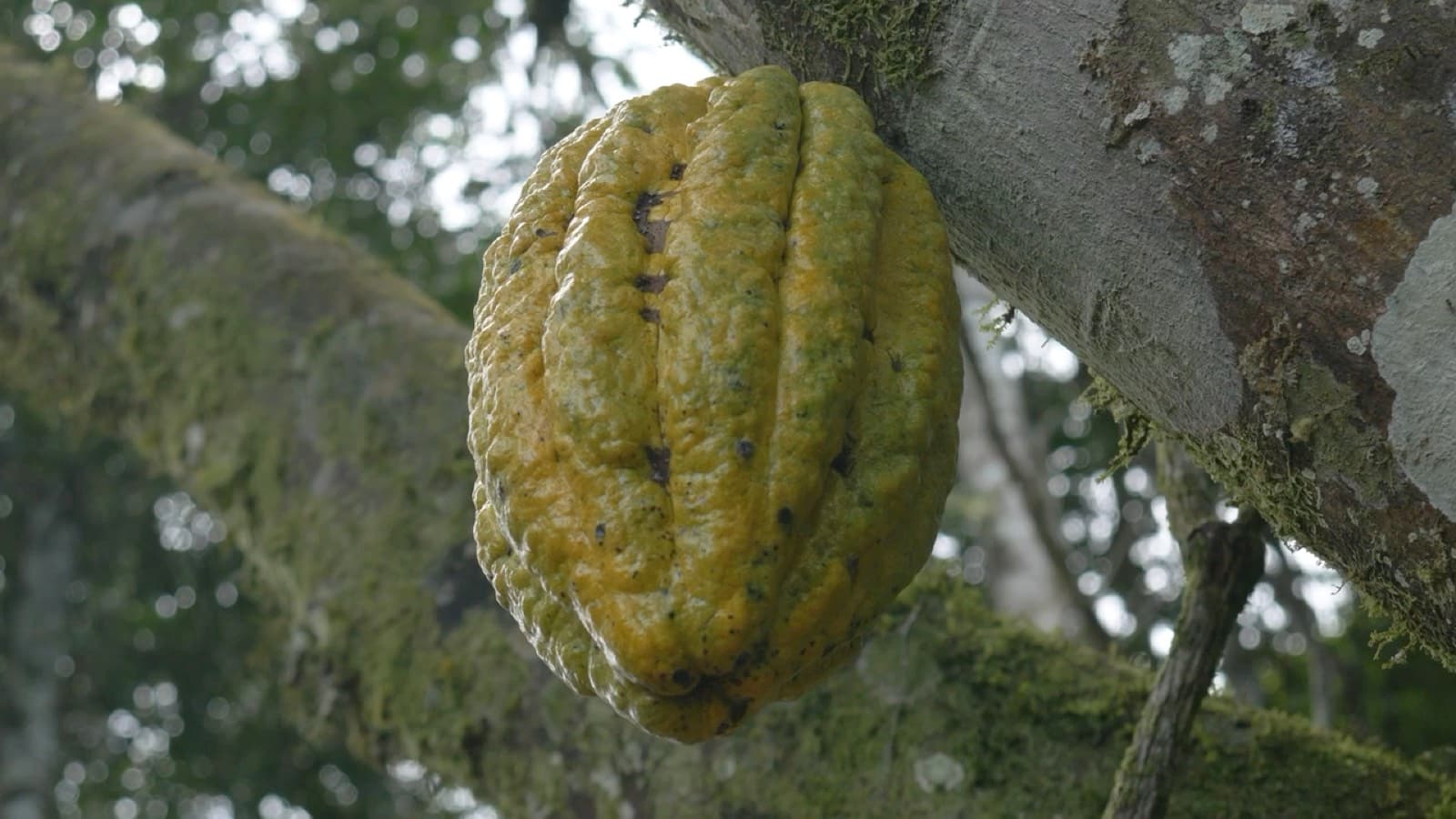 Cabosse de cacao sur son arbre à Robert-Porte
