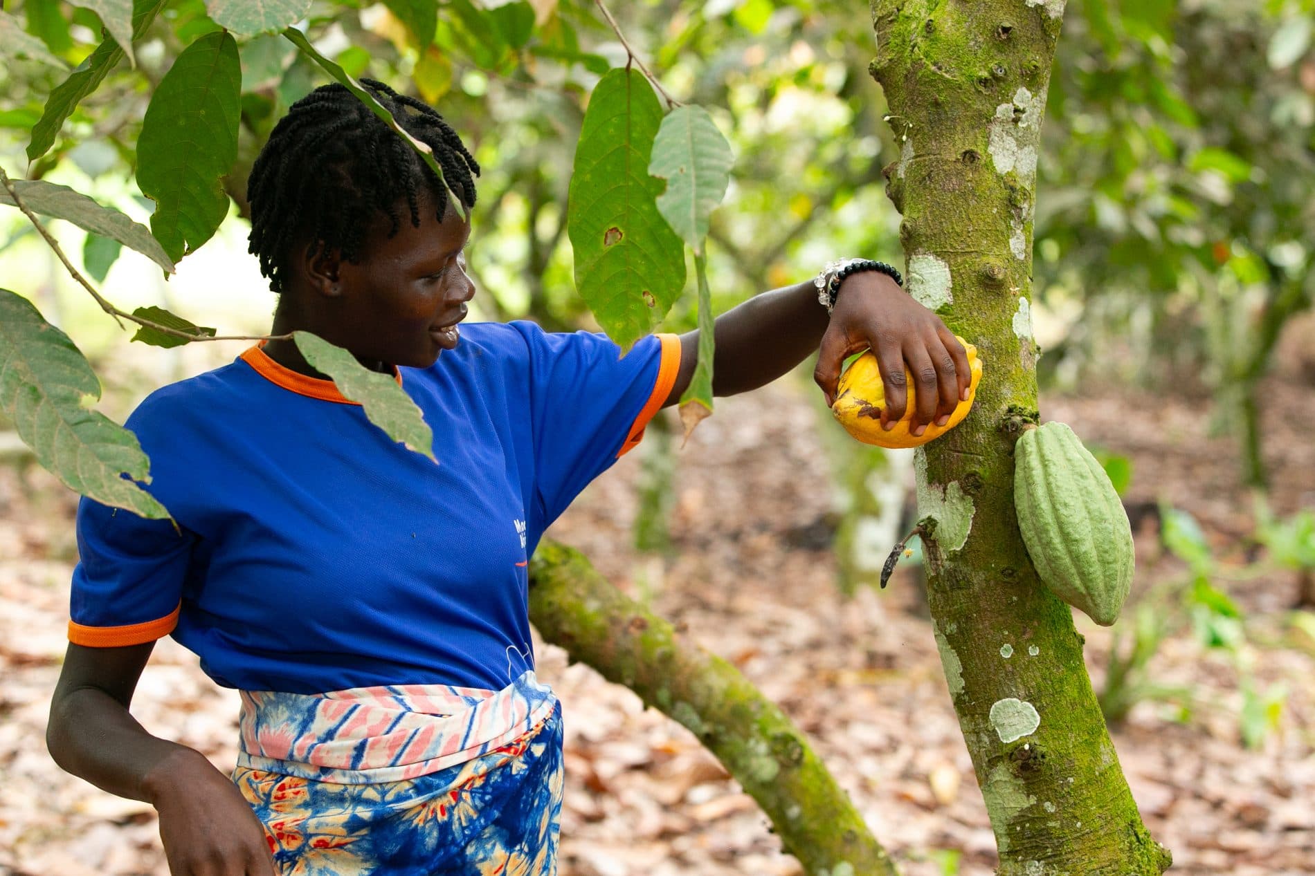 Productrice de cacao dans son verger