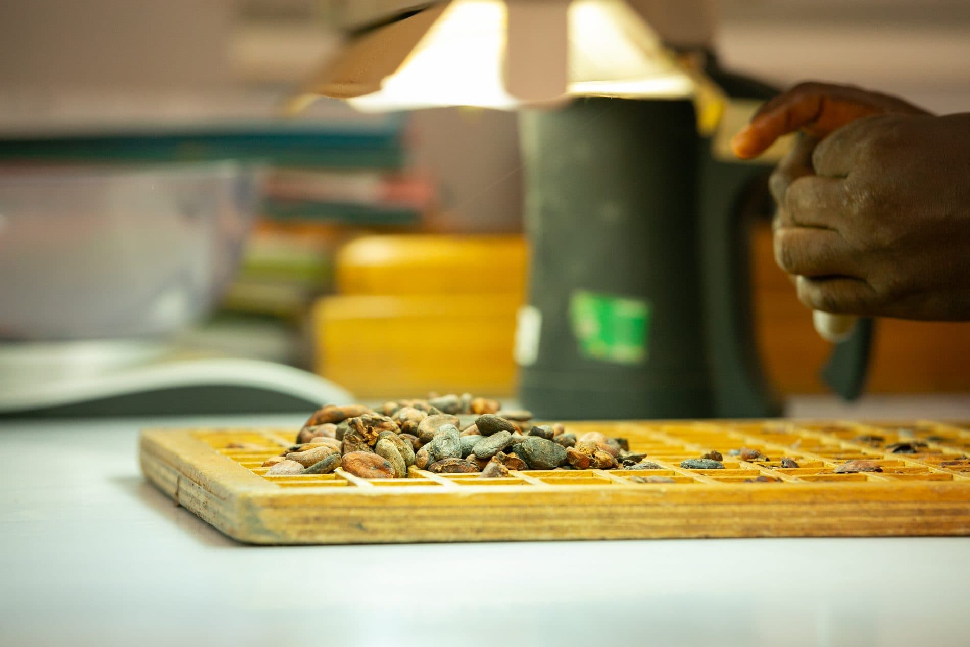 Test de coupe des fèves de cacao sur planche de classement